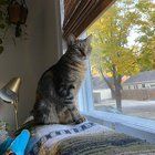 Lost Cat in K — listing photo