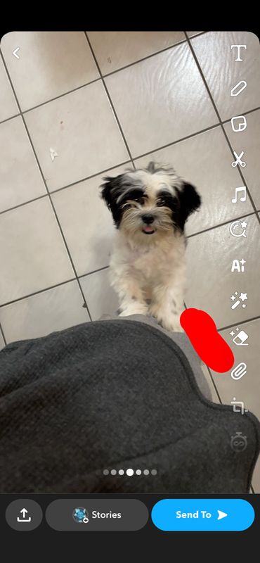 Lost Dog in Houston, Texas — listing photo
