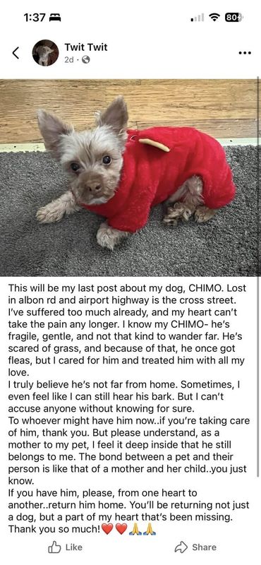 Lost Dog in Toledo, Ohio — listing photo