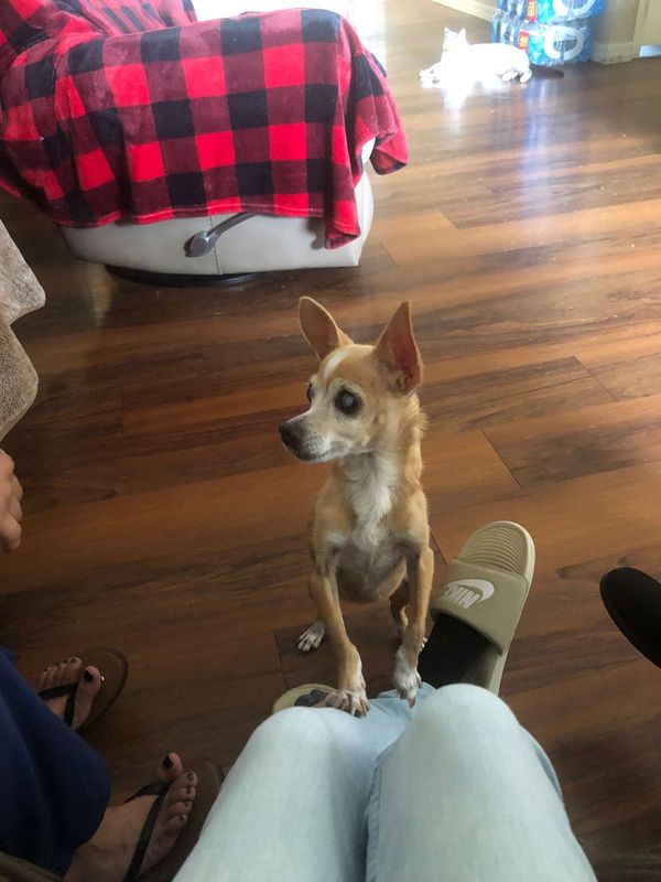 Lost Dog in Tempe, Arizona — listing photo