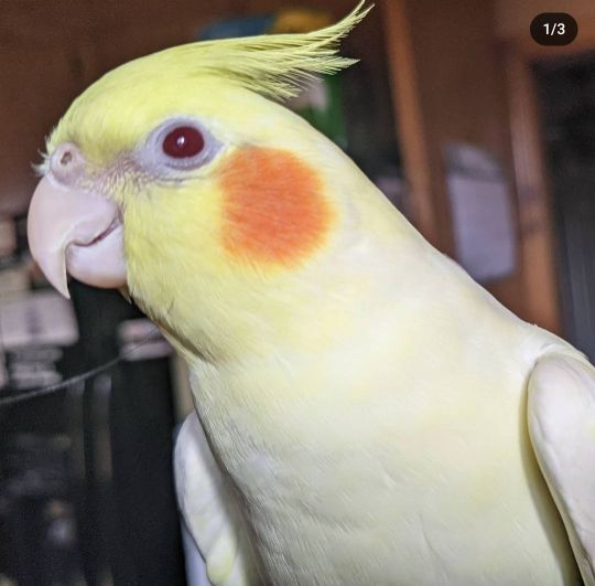 Lost Pet in Granite Street Leesville SC — listing photo