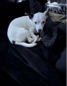 Lost Dog in Fort Worth, Texas — listing photo