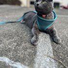 Lost Cat in Seattle, Washington — listing photo
