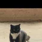 Found Cat in San Jose, California — listing photo