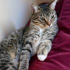 Lost Cat in San Diego, California — listing photo