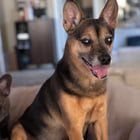 Lost Dog in Gilbert, Arizona — East Valley rescue to donate cases of prescription dog food?