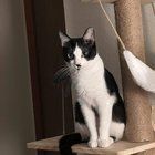 Lost Cat in Wichita, Kansas — listing photo