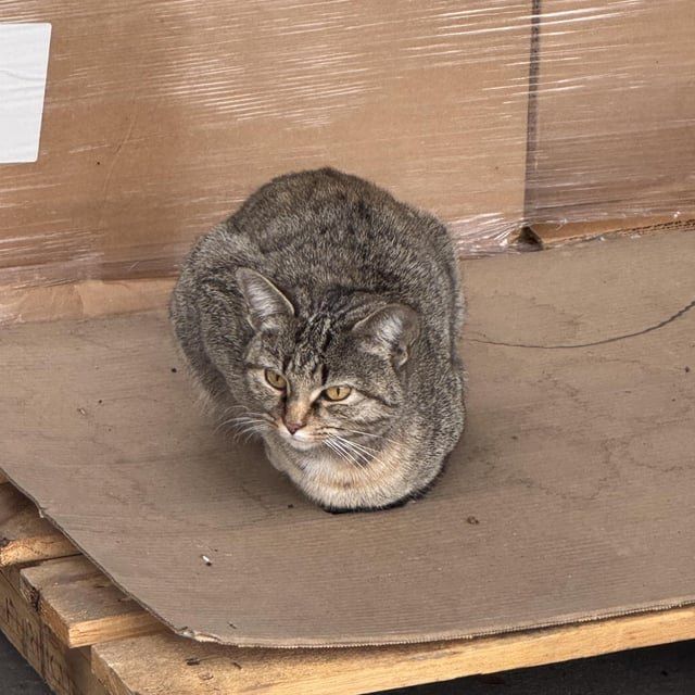 Found Cat in Winston-Salem, North Carolina — listing photo