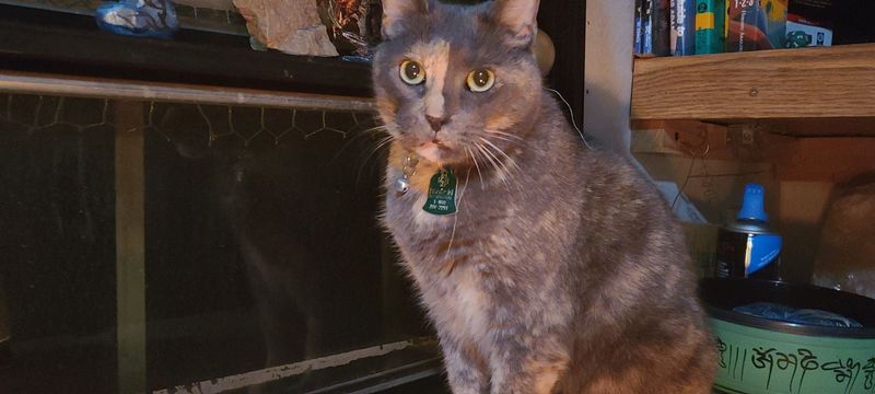 Lost Cat in Rugby Rock — listing photo