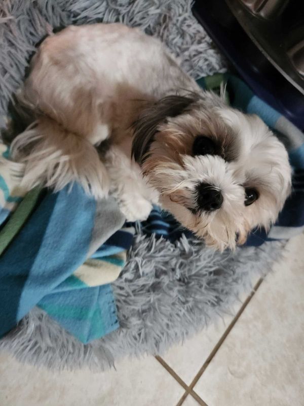 Lost Dog in Clermont — listing photo
