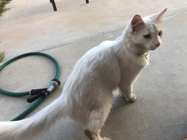 Found Cat in El Paso, Texas — listing photo