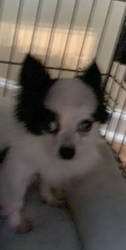 Lost Dog in Raleigh, North Carolina — listing photo
