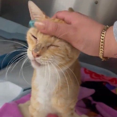 Lost Cat in Miami, Florida — Maybe a shot in the dark, but help with my mom’s lost cat?