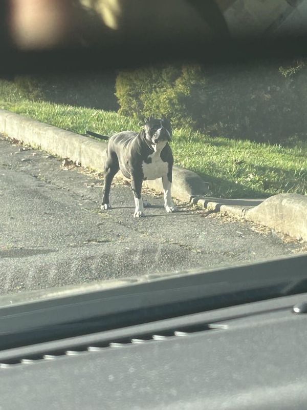 Found Dog in Asheville, North Carolina — listing photo