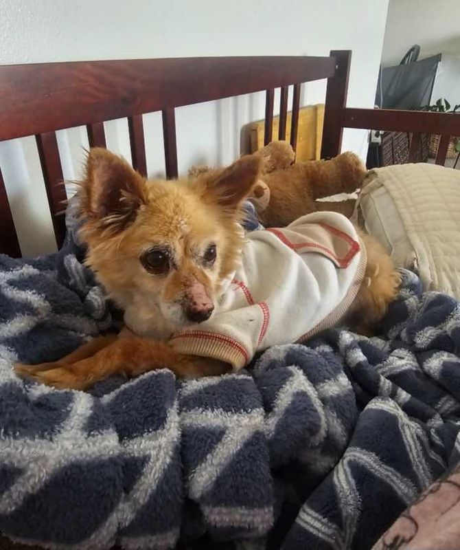 Lost Dog in Slate st — listing photo