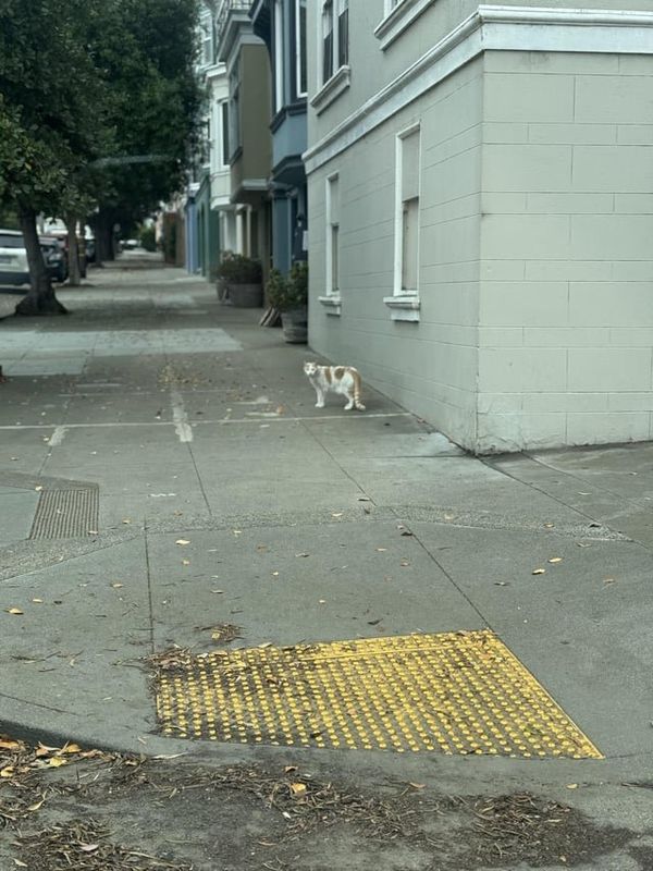 Lost Cat in K — listing photo