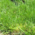 Lost Dog in Sherman, Texas — listing photo