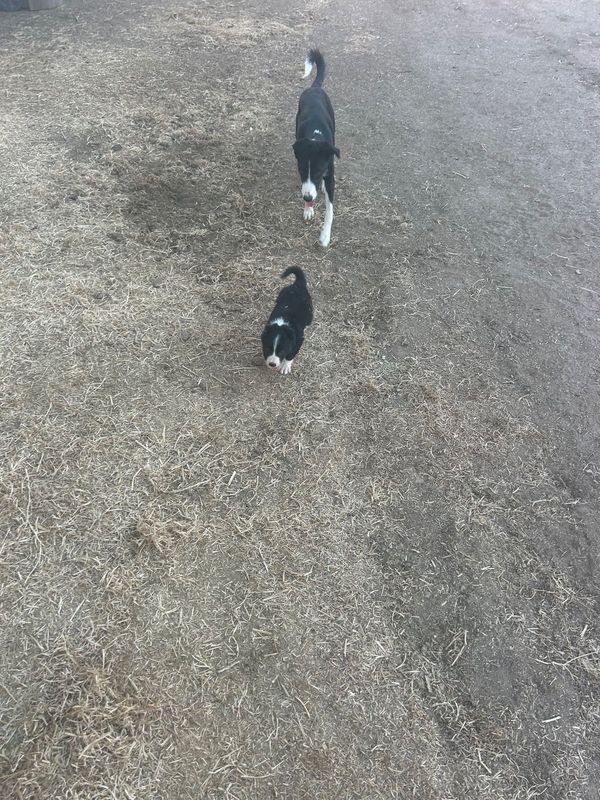 Lost Dog in Queen Creek — listing photo