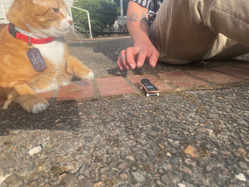Lost Cat in Newberg — listing photo