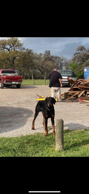 Lost Dog in Houston, Texas — listing photo
