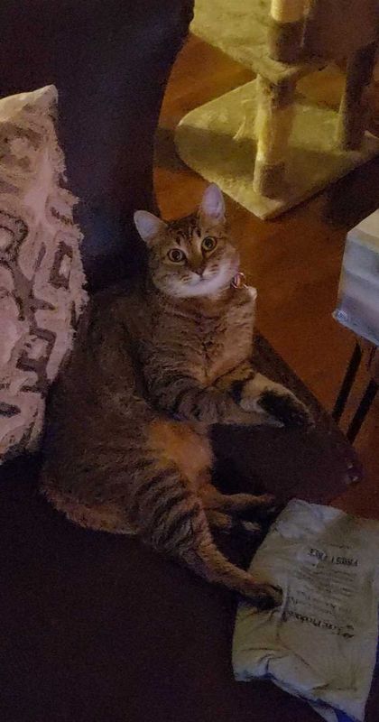 Lost Cat in Johnstown — listing photo