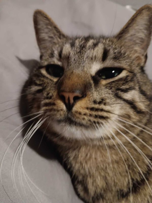 Lost Cat in Tucson, Arizona — listing photo