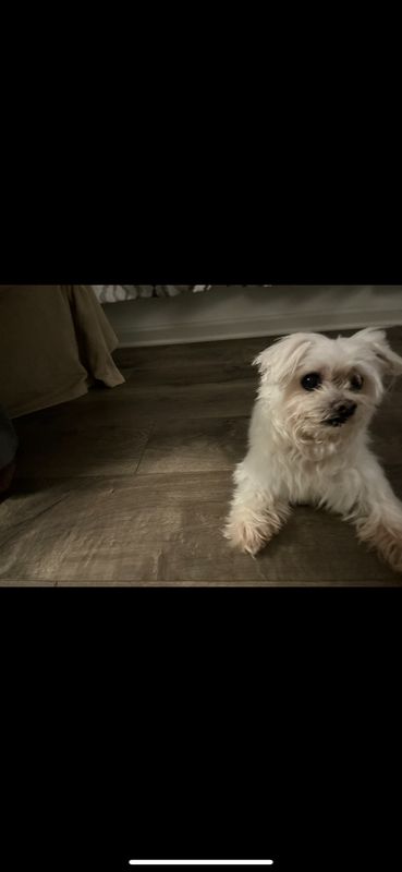 Lost Dog in Clayton — listing photo