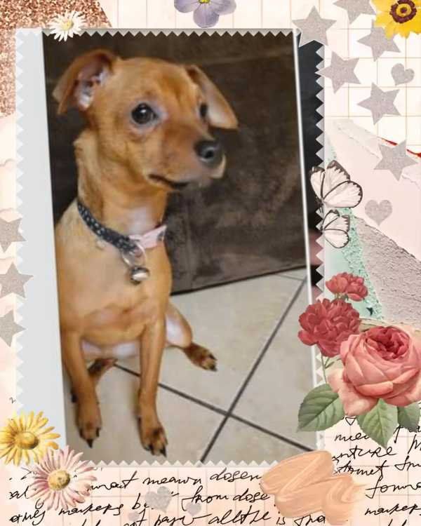 Lost Dog in Umatilla — listing photo