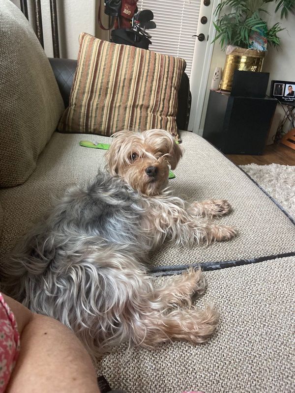 Lost Dog in Mesa, Arizona — listing photo