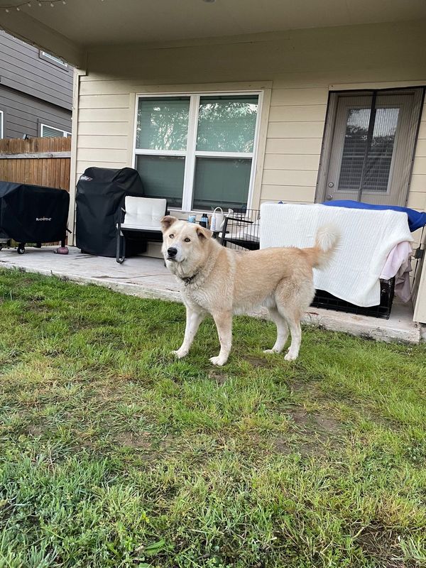 Found Dog in Austin, Texas — listing photo