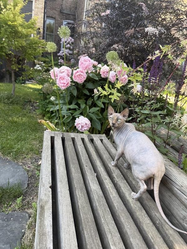 Lost Cat in Chicago, Illinois — Cat has gone missing in east Garfield park