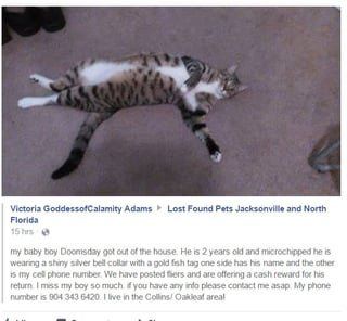 Lost Pet in Jacksonville, North Carolina — listing photo