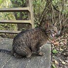 Found Dog in Indianapolis, Indiana — Update on tabby cat found near Eagle Creek
