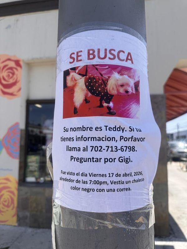 Lost Dog in Long Beach, California — listing photo