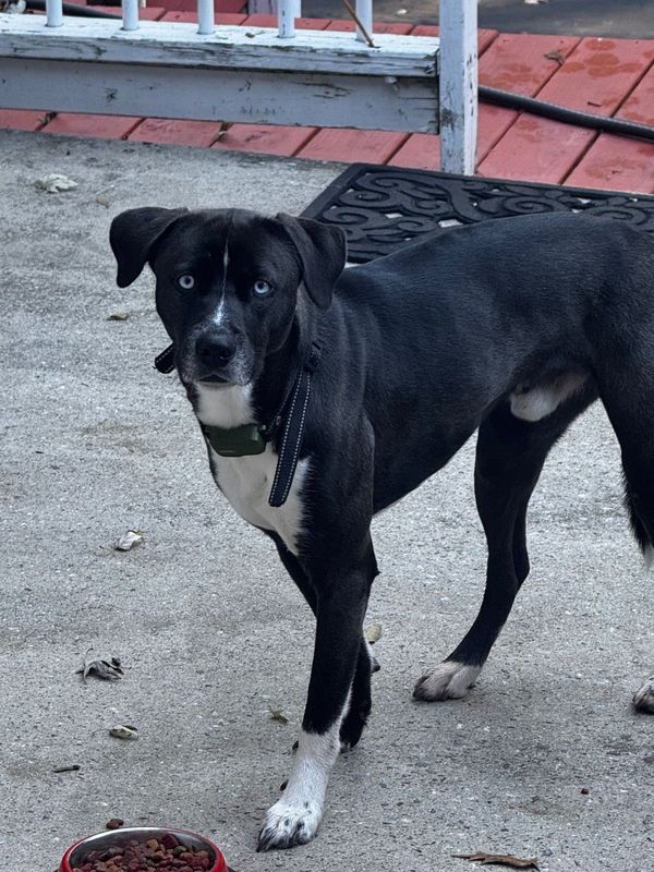 Found Dog in Hickory, North Carolina — listing photo