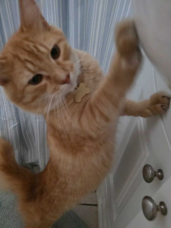Lost Cat in Palm Bay, Florida — listing photo