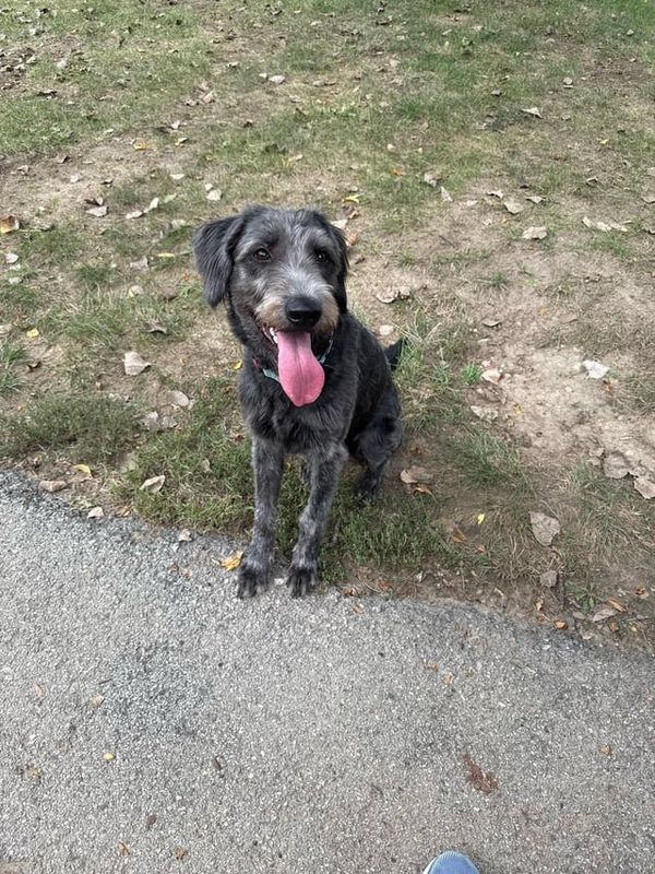 Found Dog in Kansas City, Missouri — listing photo