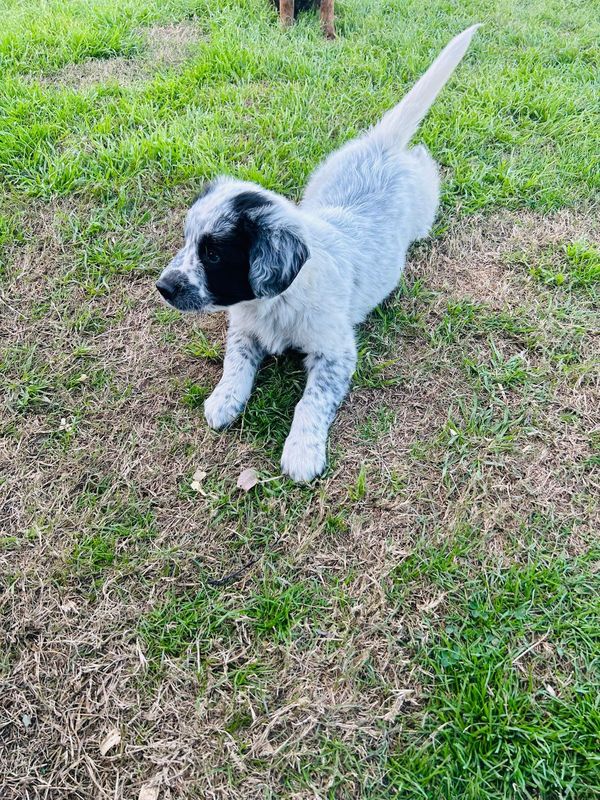 Lost Dog in Elmendorf — listing photo
