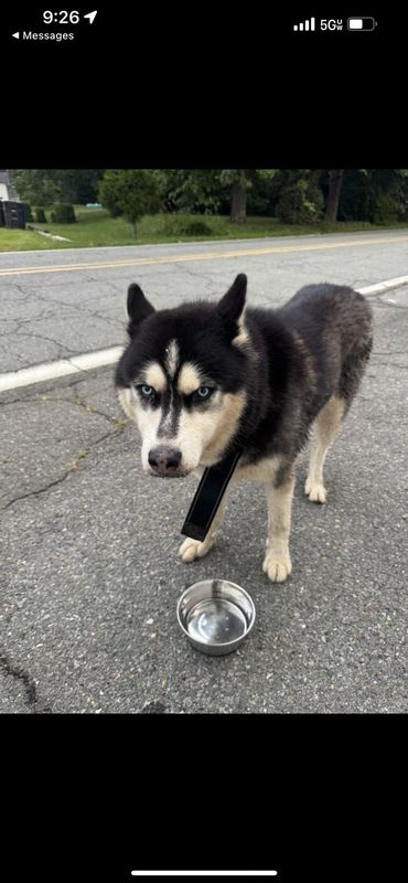 Found Dog in Winston-Salem, North Carolina — Dog found