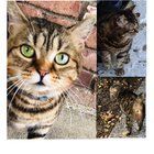Lost Cat in Portland, Oregon — Please help me find my cat!