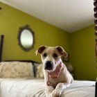 Found Dog in Nashville, Tennessee — Help Find Dog