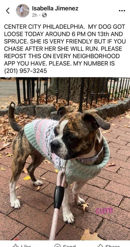 Lost Dog in Philadelphia, Pennsylvania — listing photo