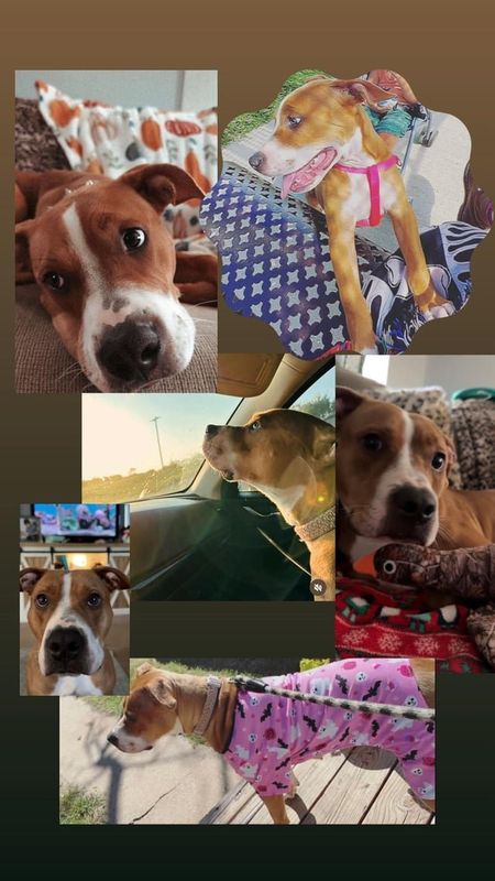 Lost Dog in Kansas City, Missouri — Meet Stormi – Looking for Her Forever Home!