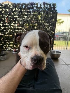 Found Dog in Los Angeles, California — listing photo