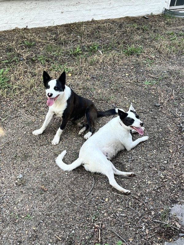 Found Dog in Wichita, Kansas — listing photo