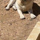 Lost Dog in Austin, Texas — listing photo