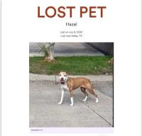 Lost Dog in Dallas, Texas — listing photo