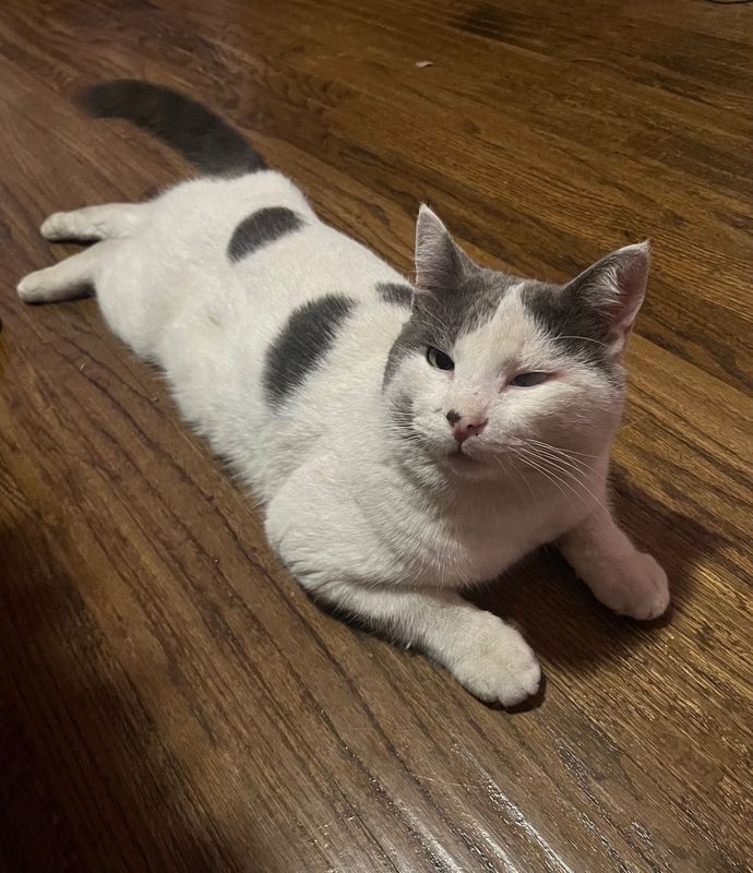Lost Cat in Garland, Texas — listing photo