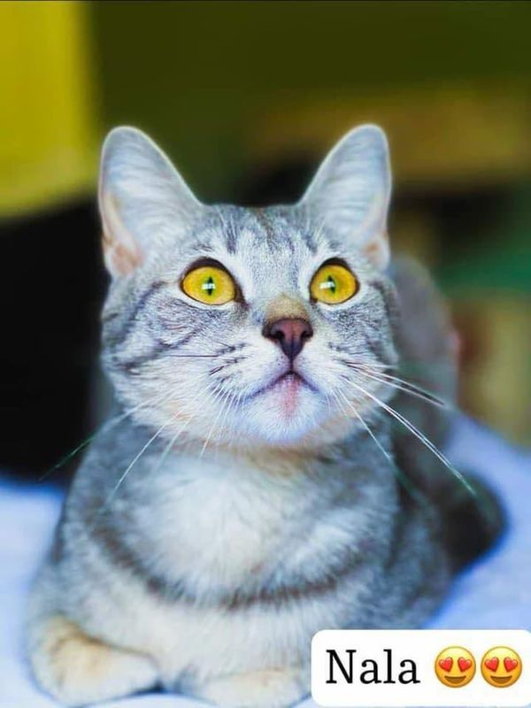 Lost Cat in Detroit, Michigan — listing photo