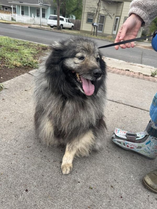 Found Dog in Colorado Springs, Colorado — listing photo